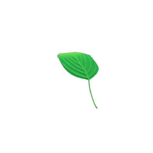 Hosta 1 Leaf